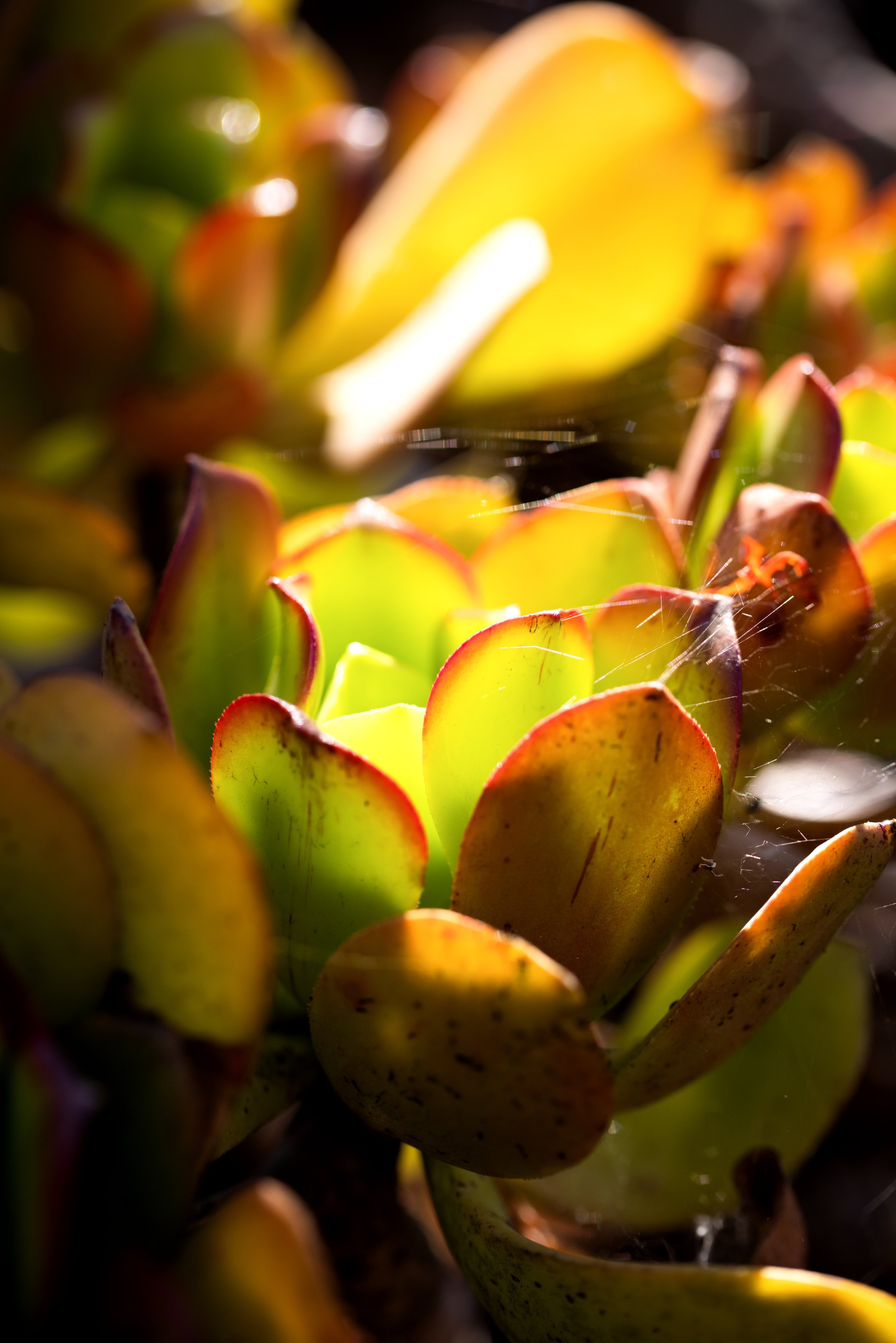 gjlgjklökä# (1277) Kopie.jpg