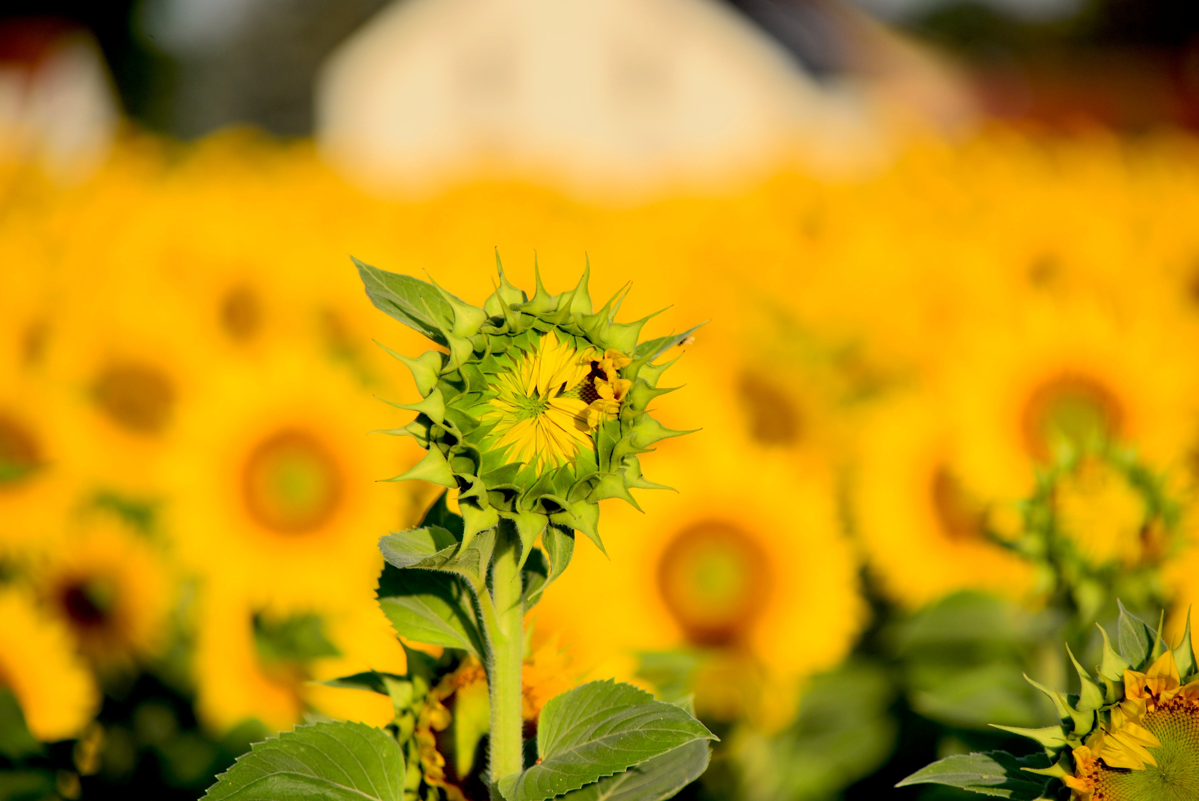 Hanimex75-200 Sonnenblume.jpg