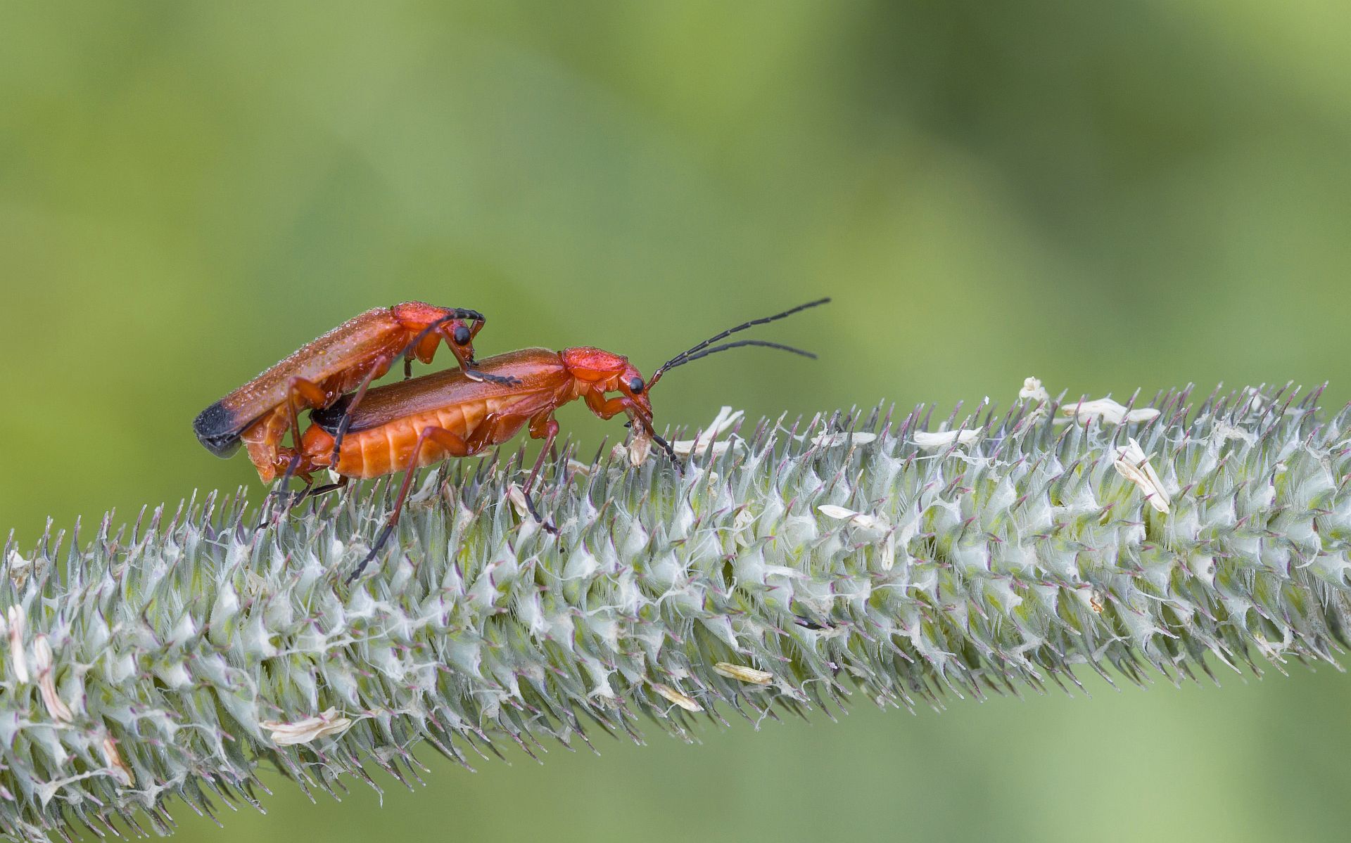 img_0089_nb_klein-jpg.289990