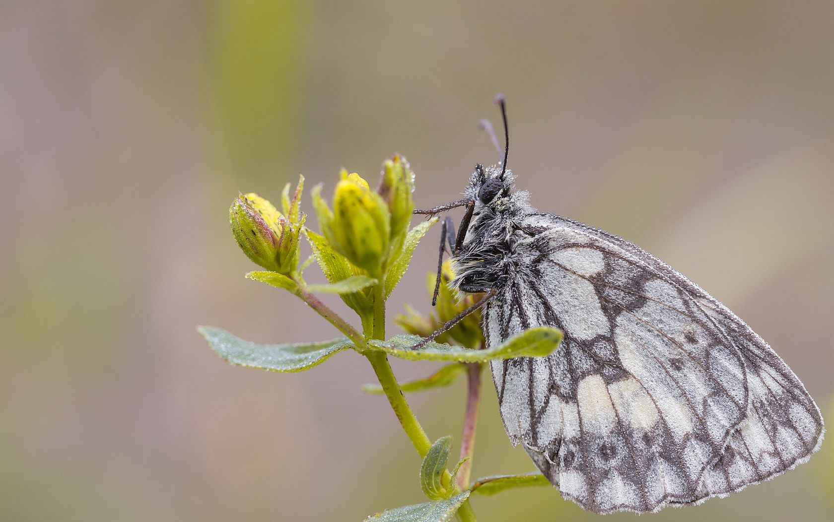 img_0202_nb_klein-jpg.290181