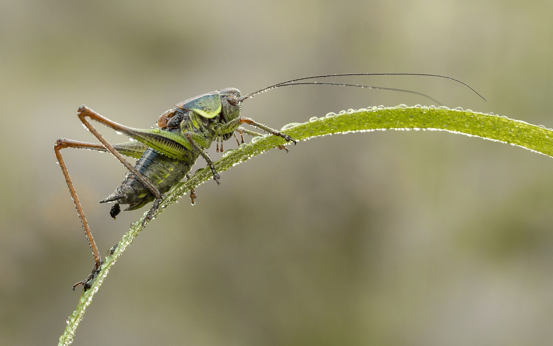 img_0234_nb_klein-jpg.290344