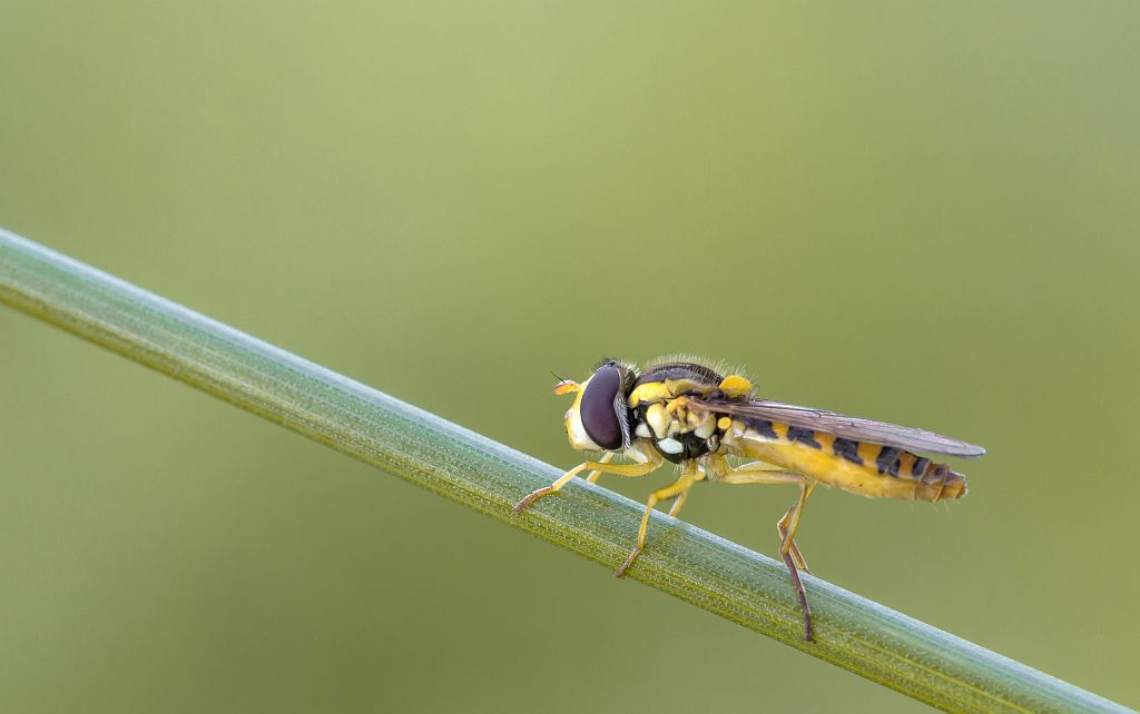 img_0313_nb_cb-jpg.290635