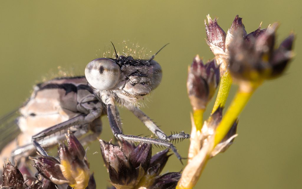 img_0336_nb_cb-jpg.290634