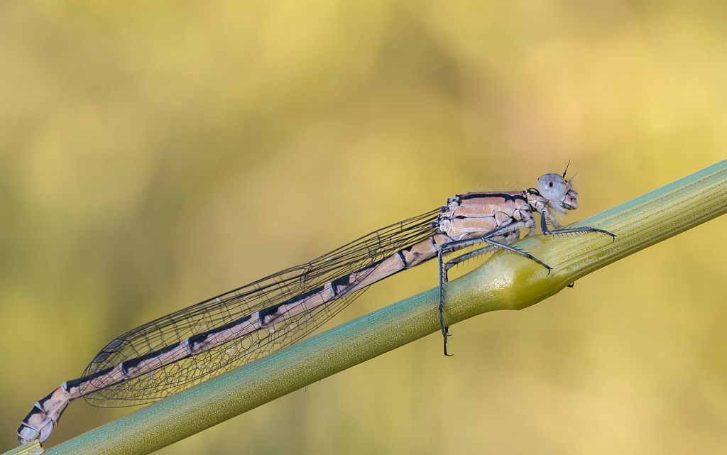 img_0341_nb_cb-jpg.290633