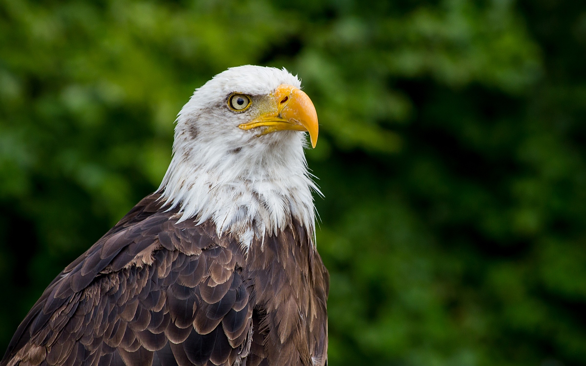 img_1094_nb_forum-jpg.295729