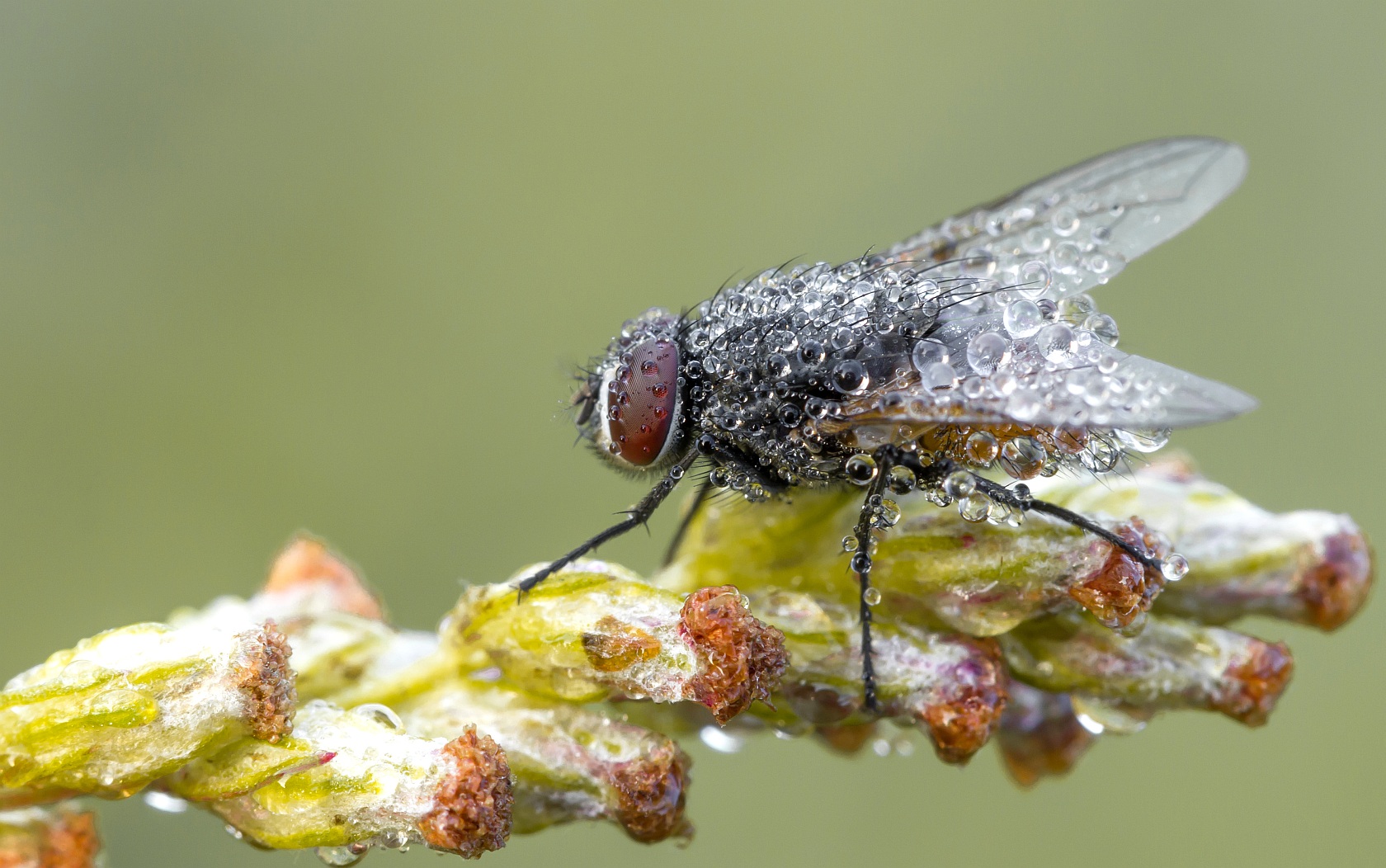 img_1183_nb_forum-jpg.295899