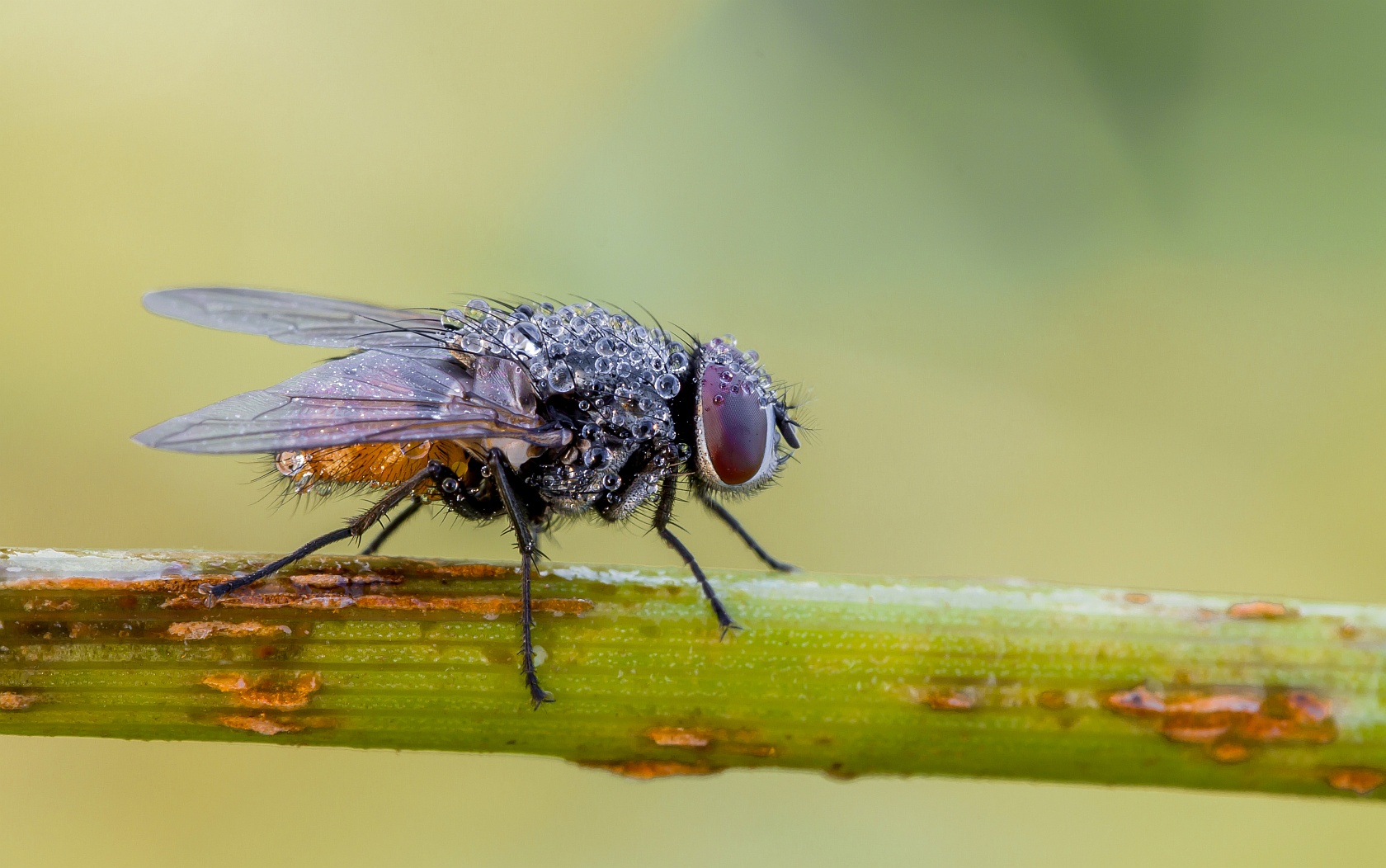 img_1198_2_nb_forum-jpg.295898