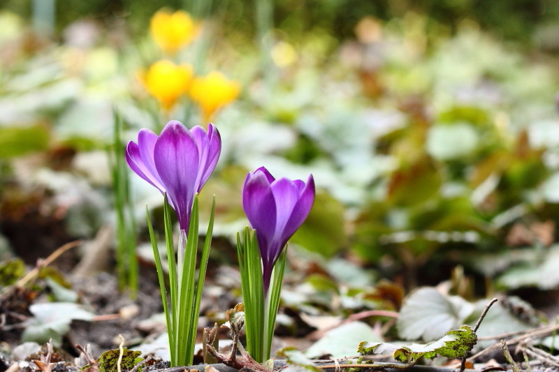 img_2022_inet-jpg.179714