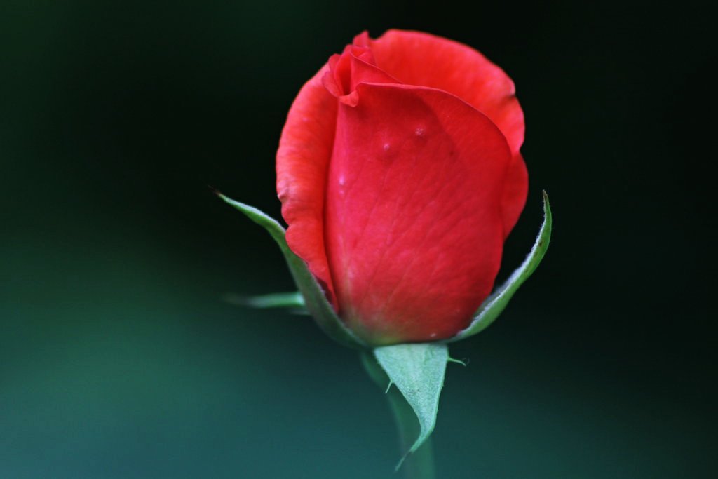 img_2770_klein-jpg.287506