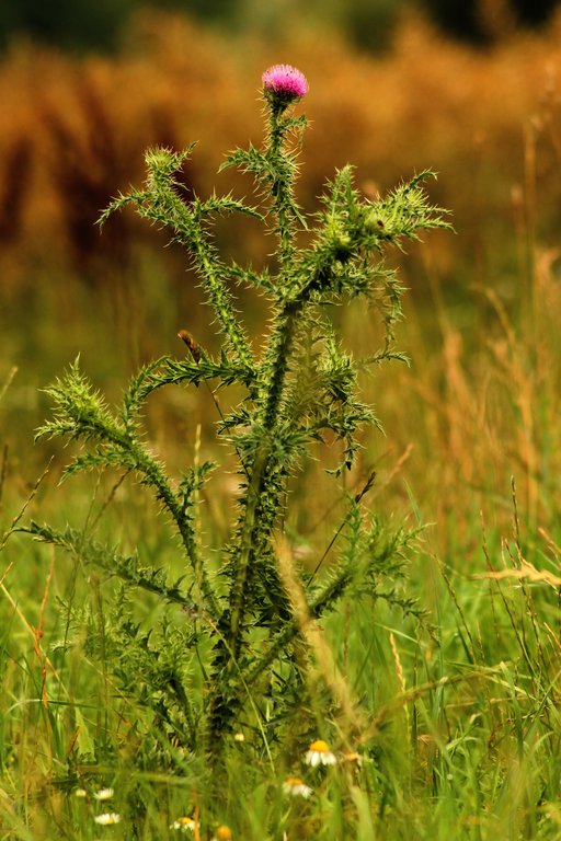 img_2885_klein-jpg.289420