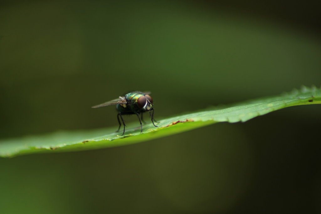 img_3184_klein-jpg.290765