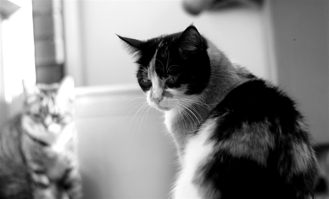 img_4204-mittel-jpg.276896