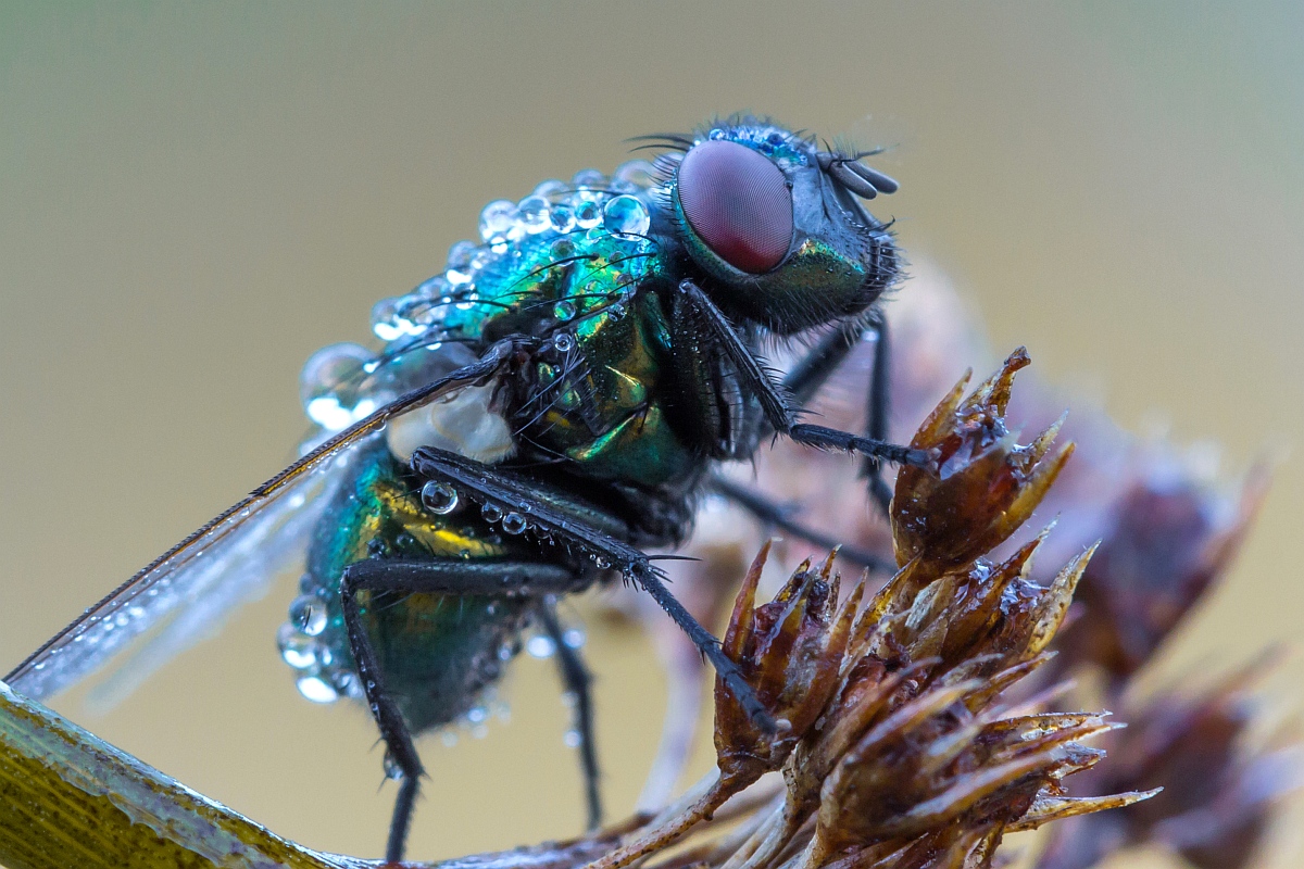 img_4943_nb3_klein-jpg.307886