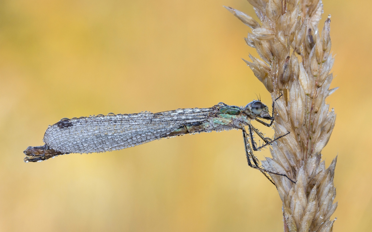 img_4969_nb_dslr-jpg.297498