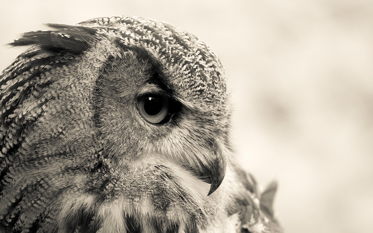 img_6428_nb_sw_klein-jpg.308405