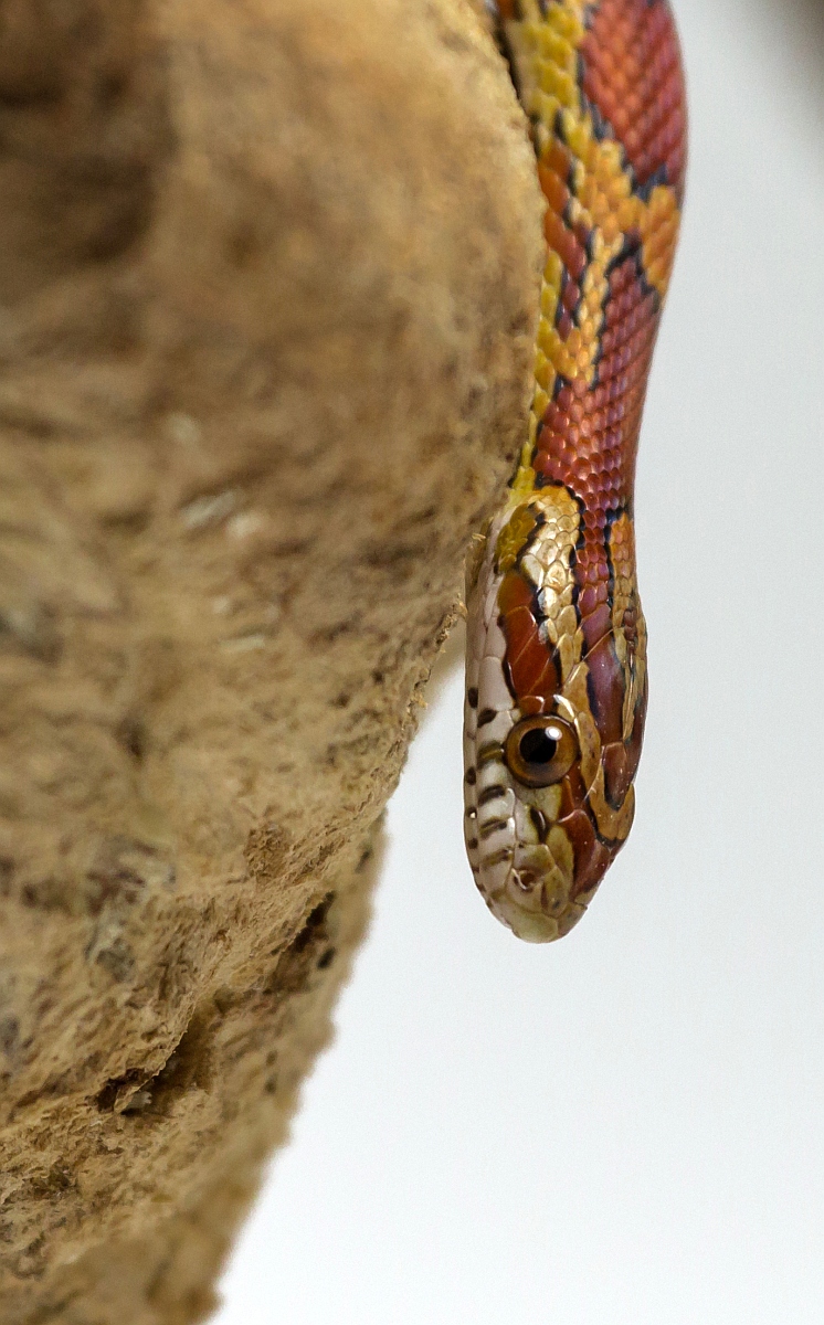 img_6976_nb_klein-jpg.315267