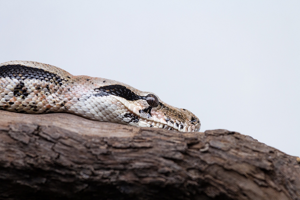 img_6979_dslr-jpg.315266