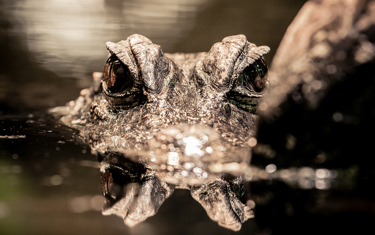 img_7815_nb_klein-jpg.313205