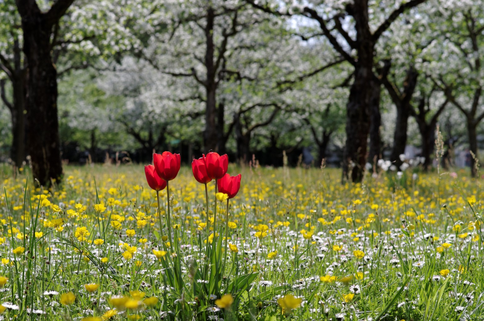 imgp0556_1-jpg.288144