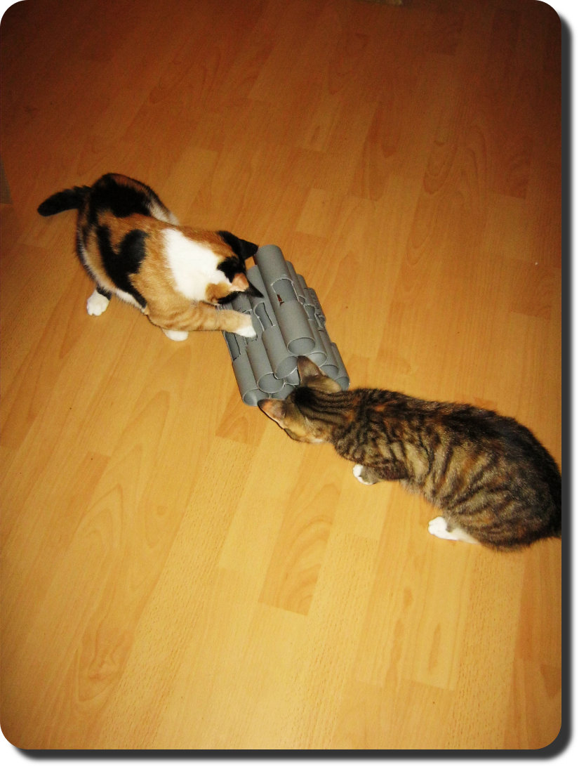 katzenfummelpyramide4-jpg.241006