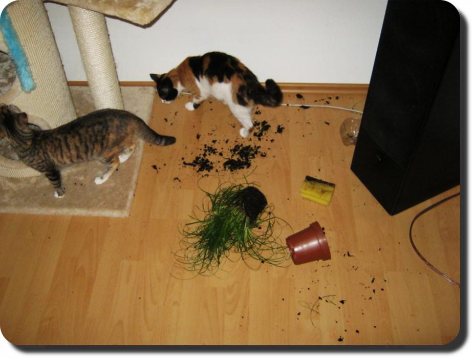 katzengras1-jpg.241005