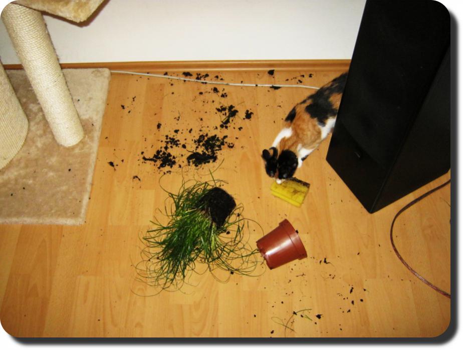 katzengras3-jpg.241007