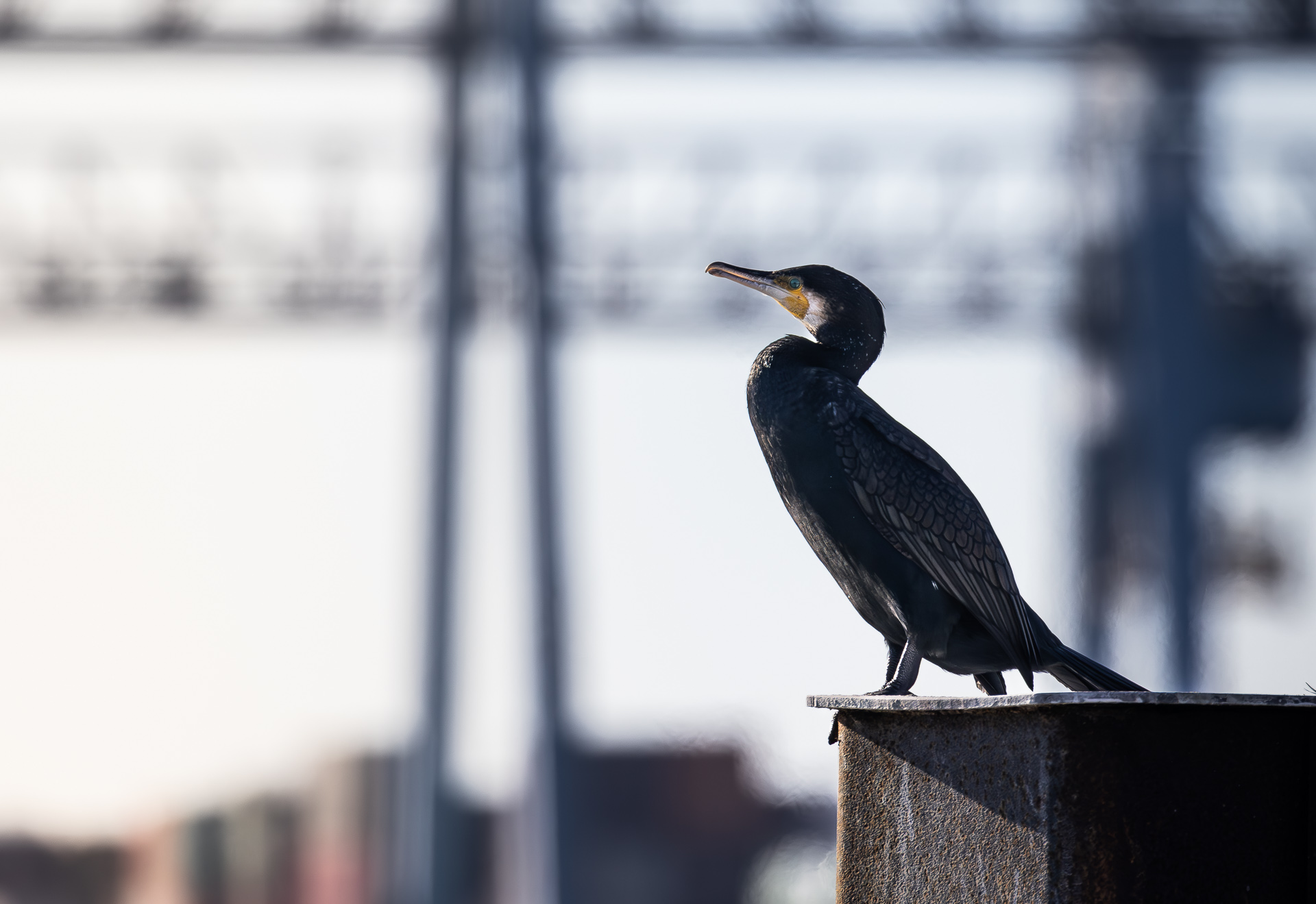 kormorane_hd (22 von 39).jpg