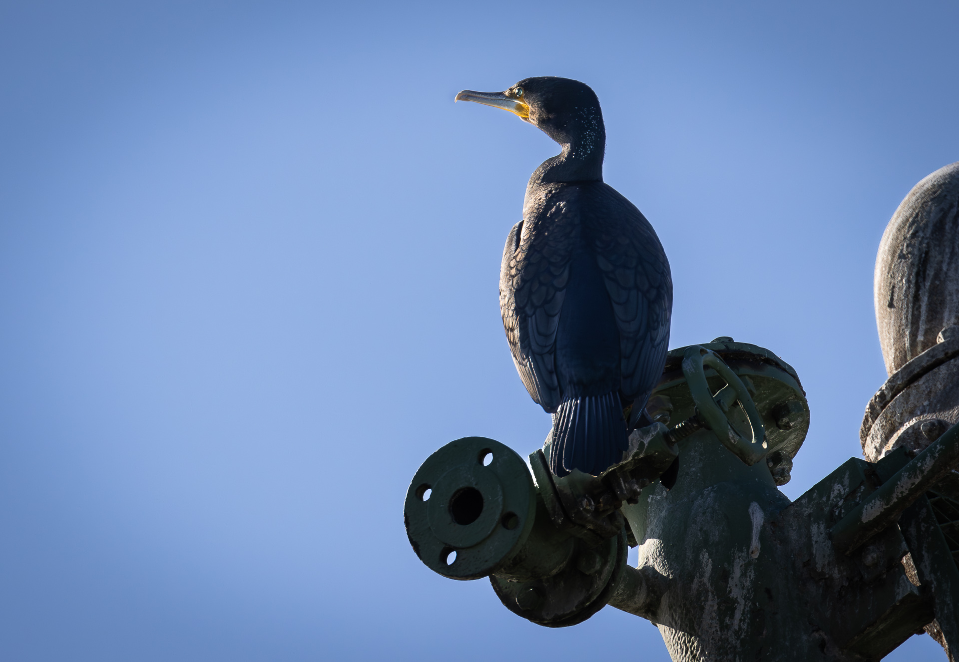 kormorane_hd (8 von 39).jpg