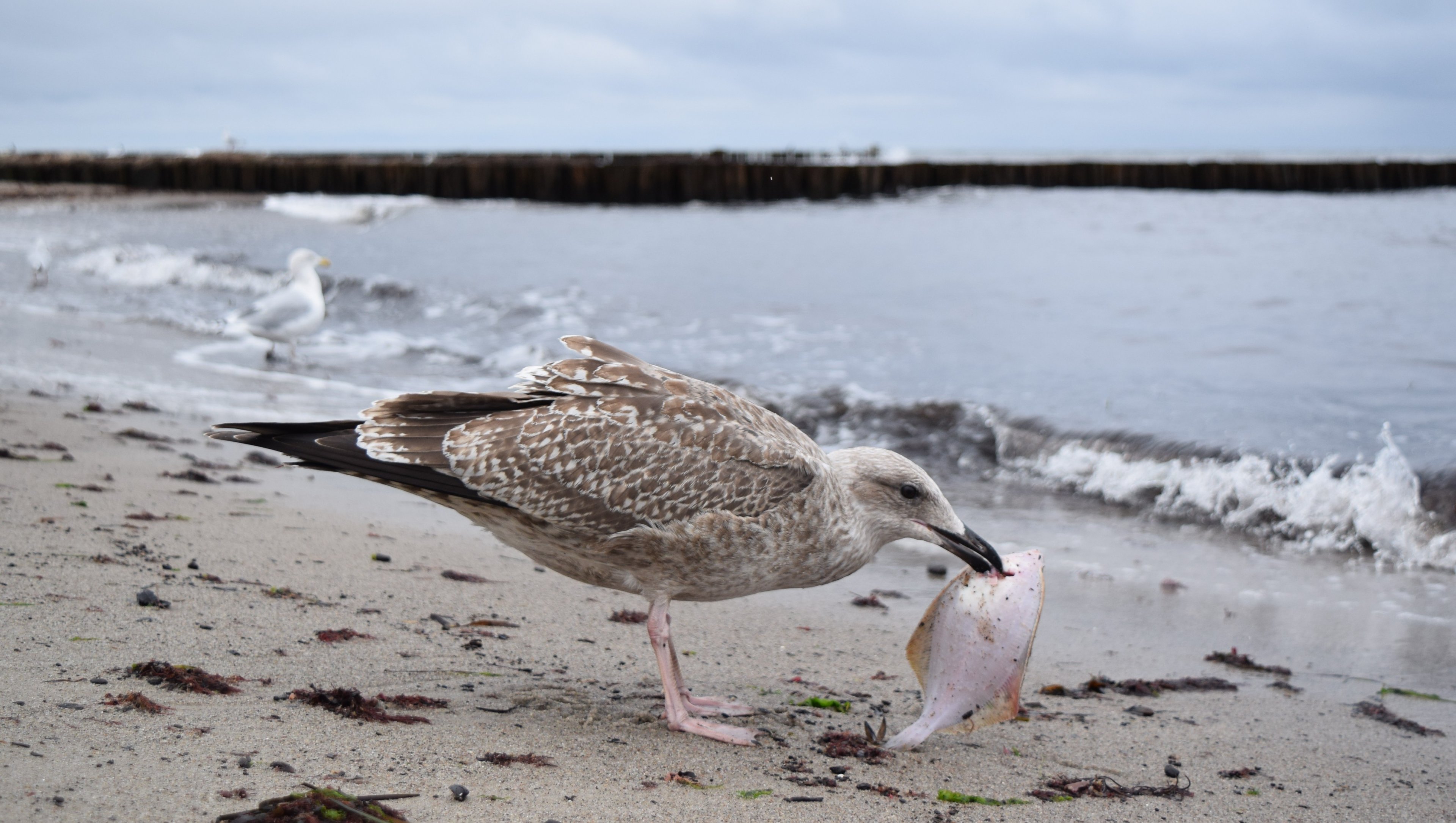 Kühl 2017-09-20 (80).JPG