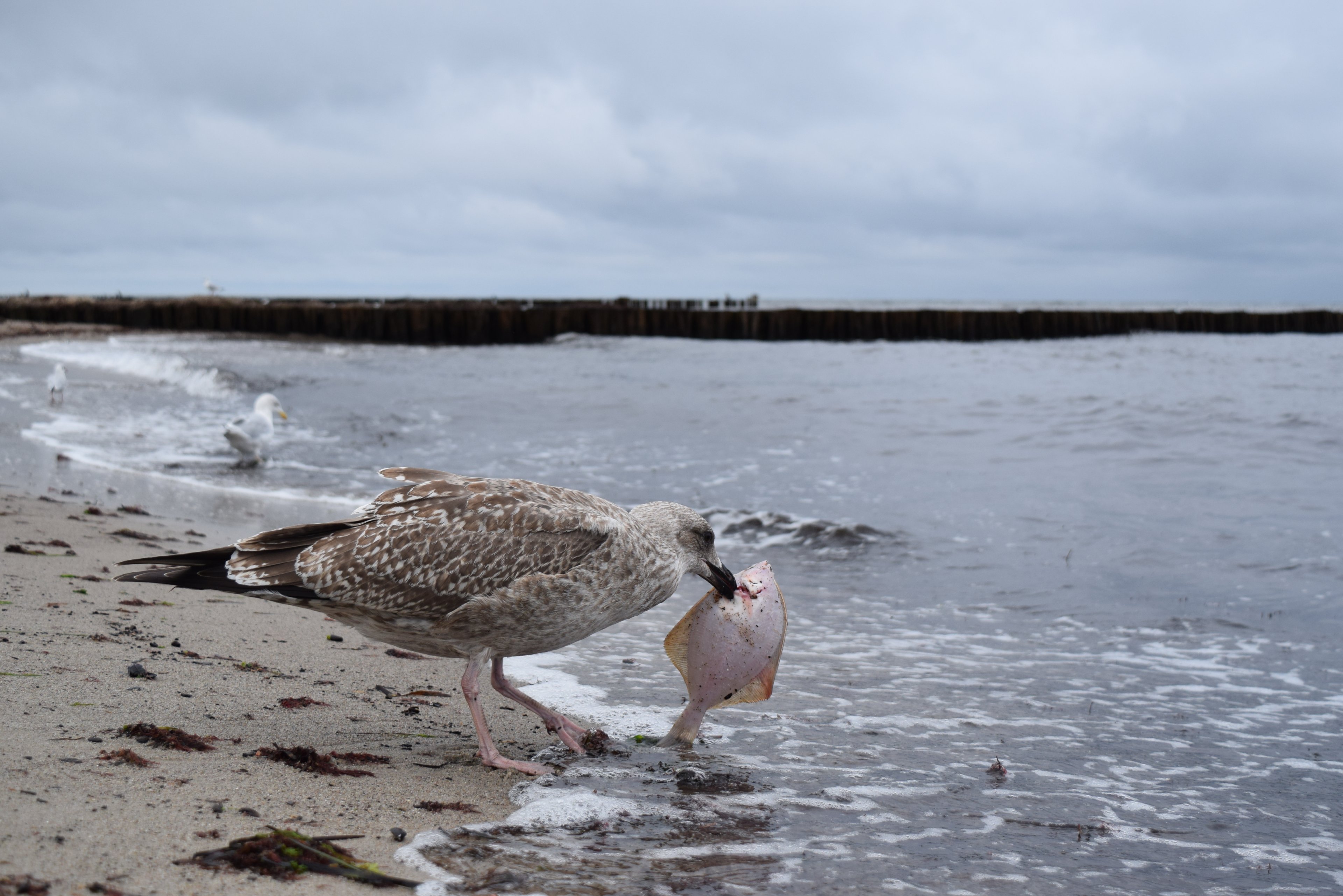 Kühl 2017-09-20 (84).JPG