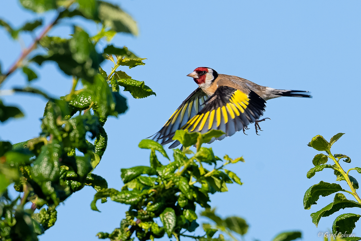 NIKON Z 7_2_2022_06_23_07_52_Z72_1590.jpg