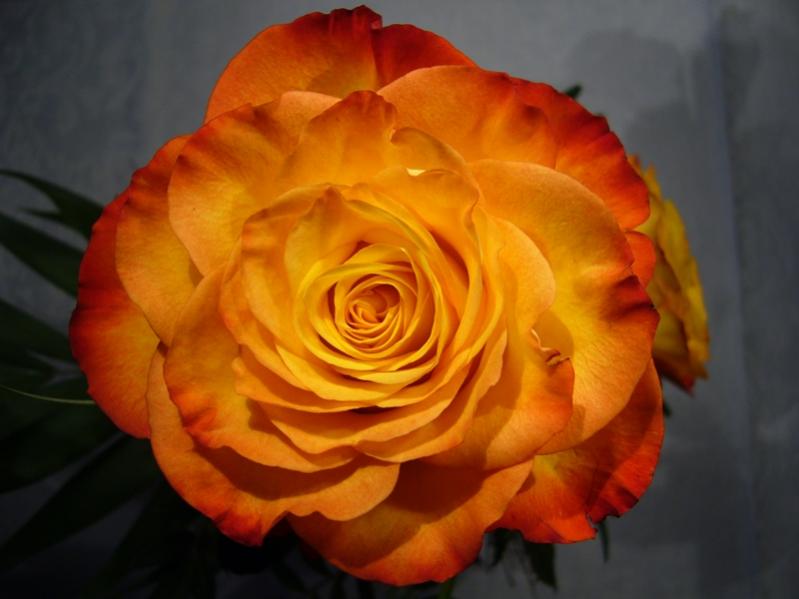 noch-schoener-jpg.133925