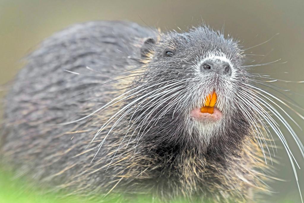 Nutrias-geht-s-an-den-Pelzkragen-Niederlaendische-Faenger-jagen-die-Plagegeister-jetzt-auch-im...jpg
