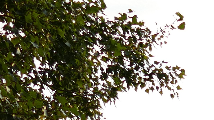 P1550410_crop_ausJPG.JPG