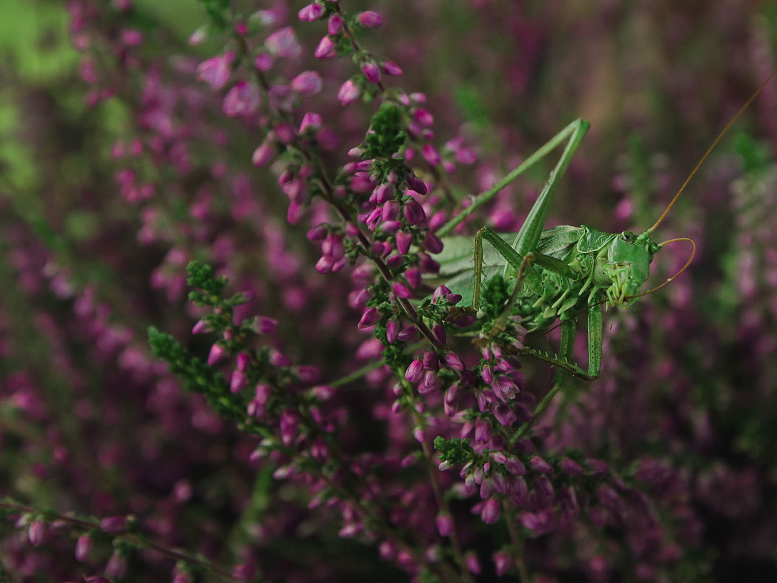 portfolio-0914-1356-jpg.315010