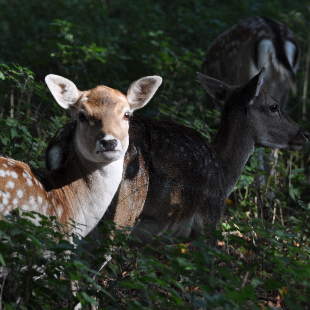 reh-im-lindenthaler-tierpark.jpeg