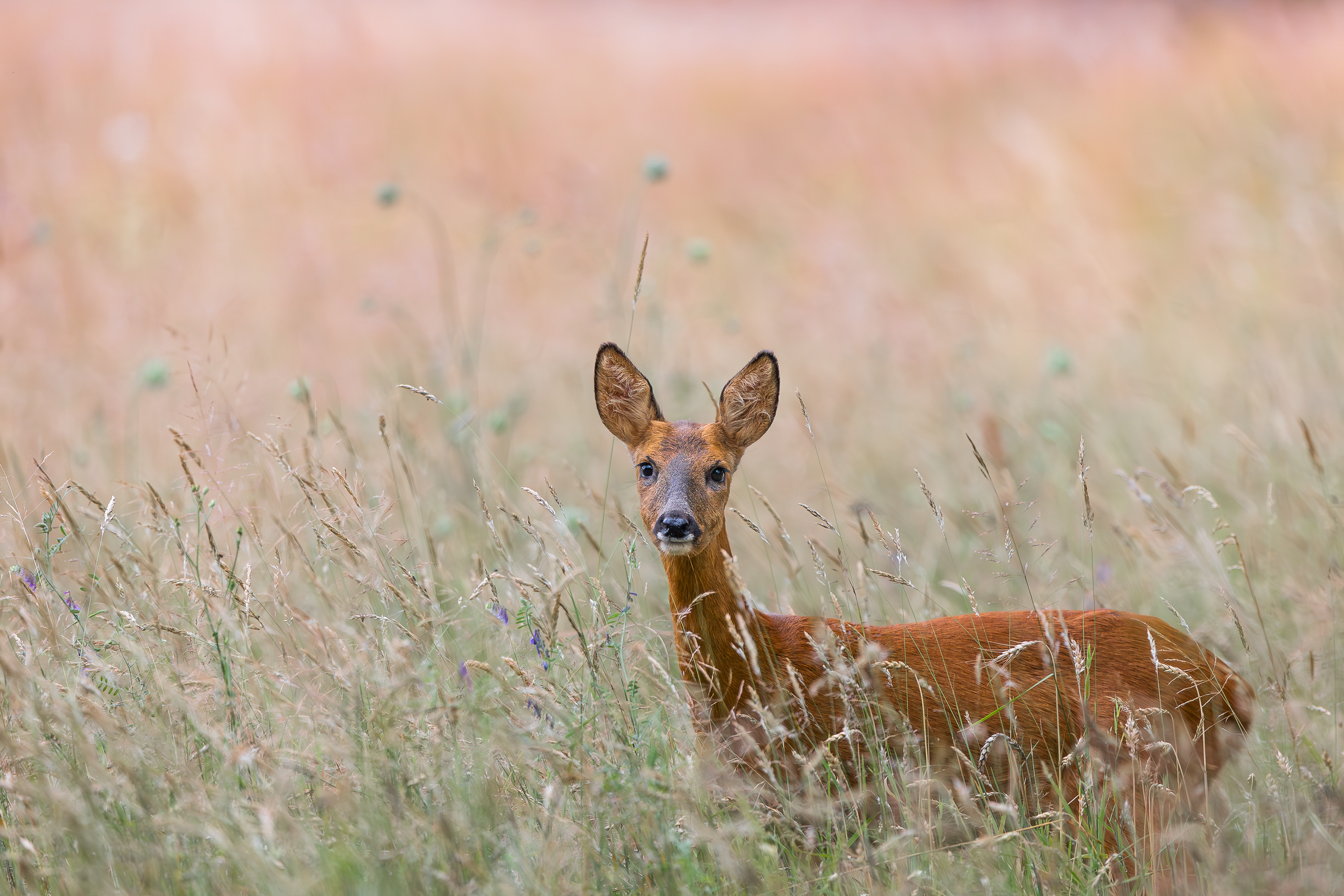 reh_cb (1 von 1).jpg