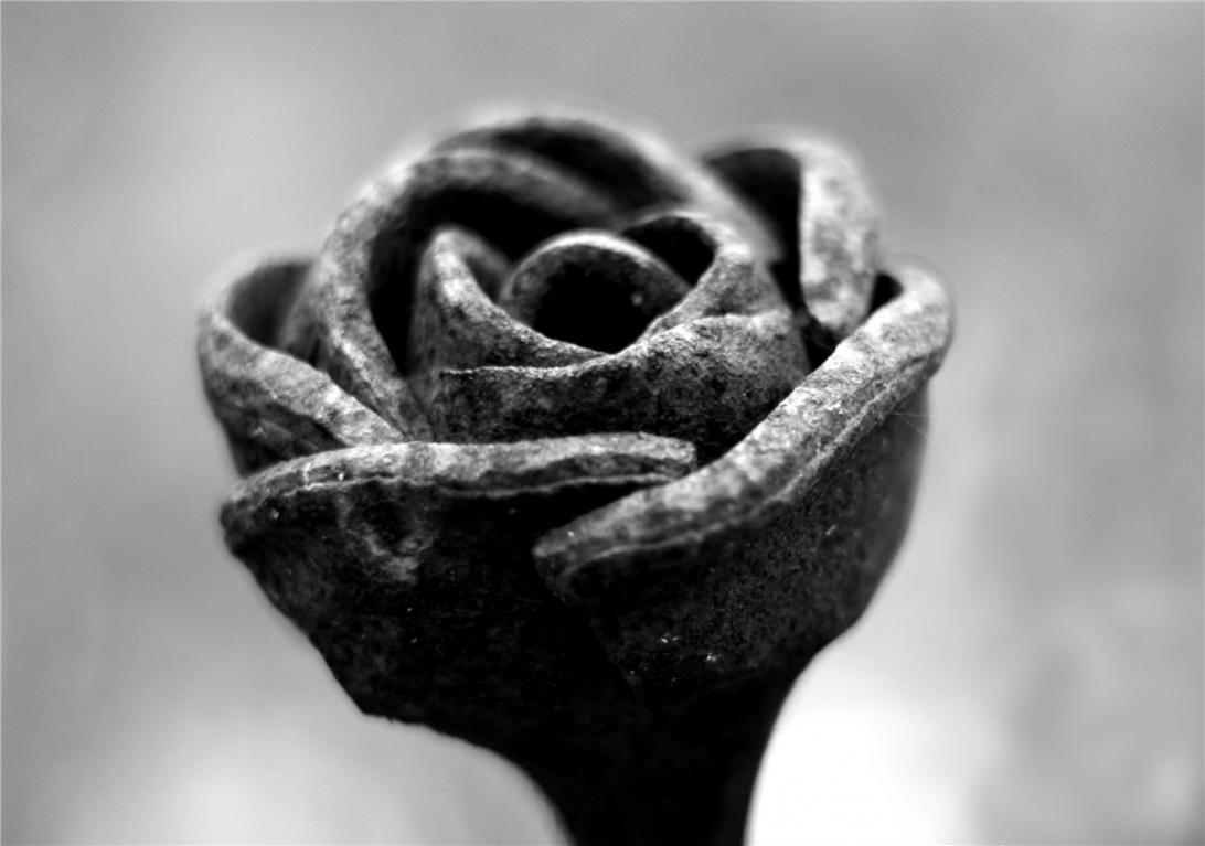 rose-aus-metall-mittel-jpg.286257