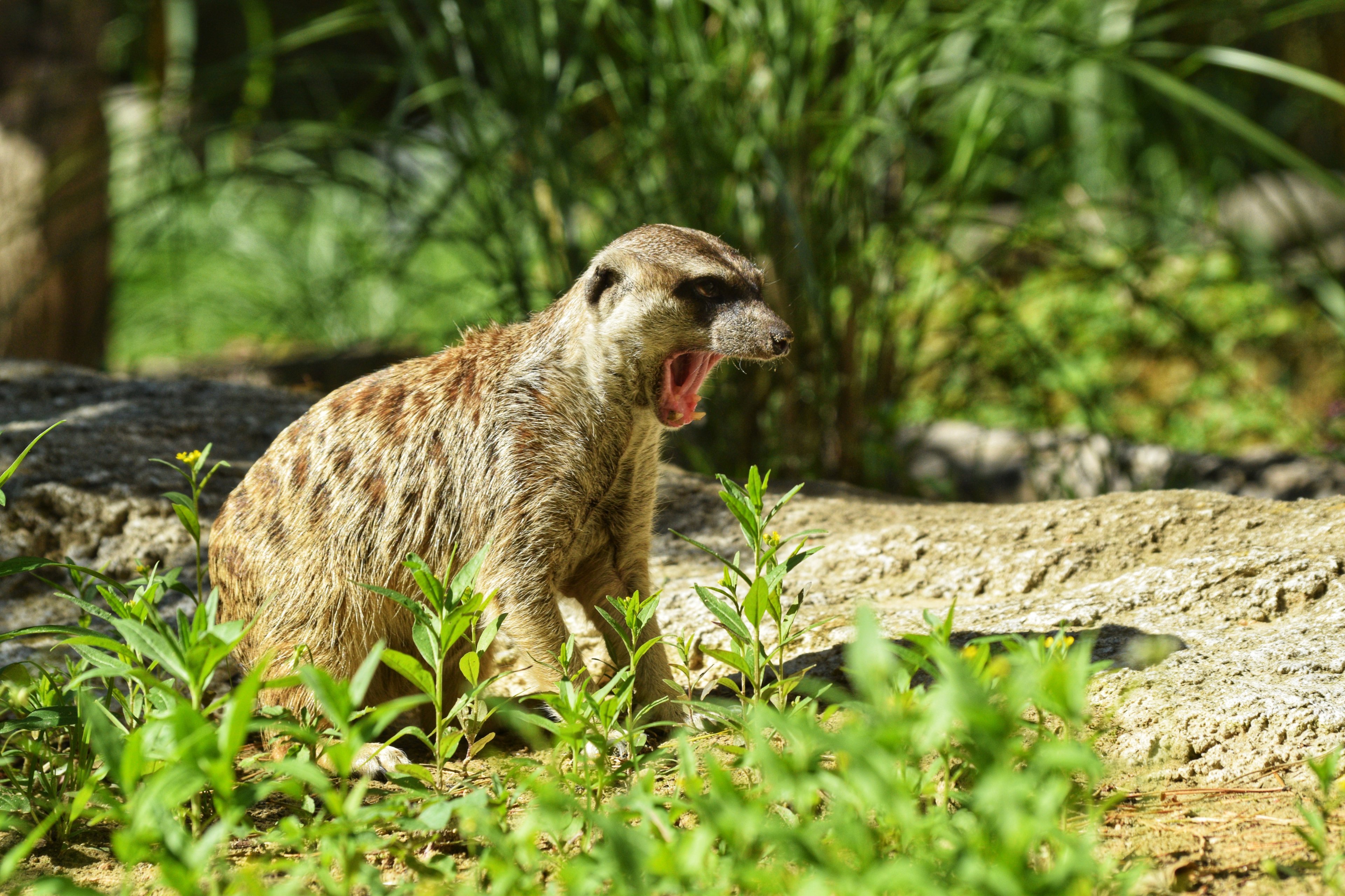 Rostock Zoo 2022-07-16 (5).jpeg