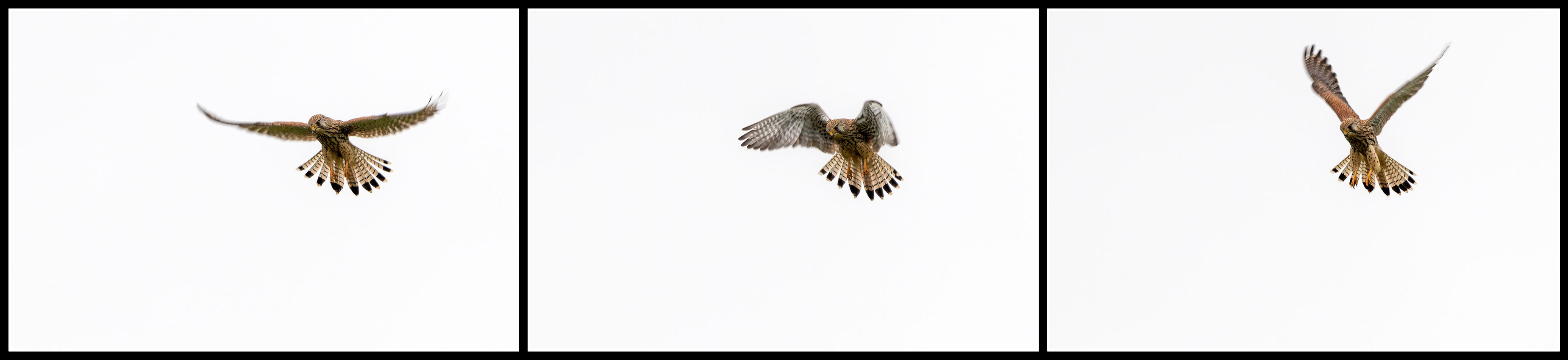 Turmfalke Rüttelflug.jpg