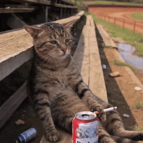 twitter-gif-2106373515628953984_6ad7f81fea836.gif