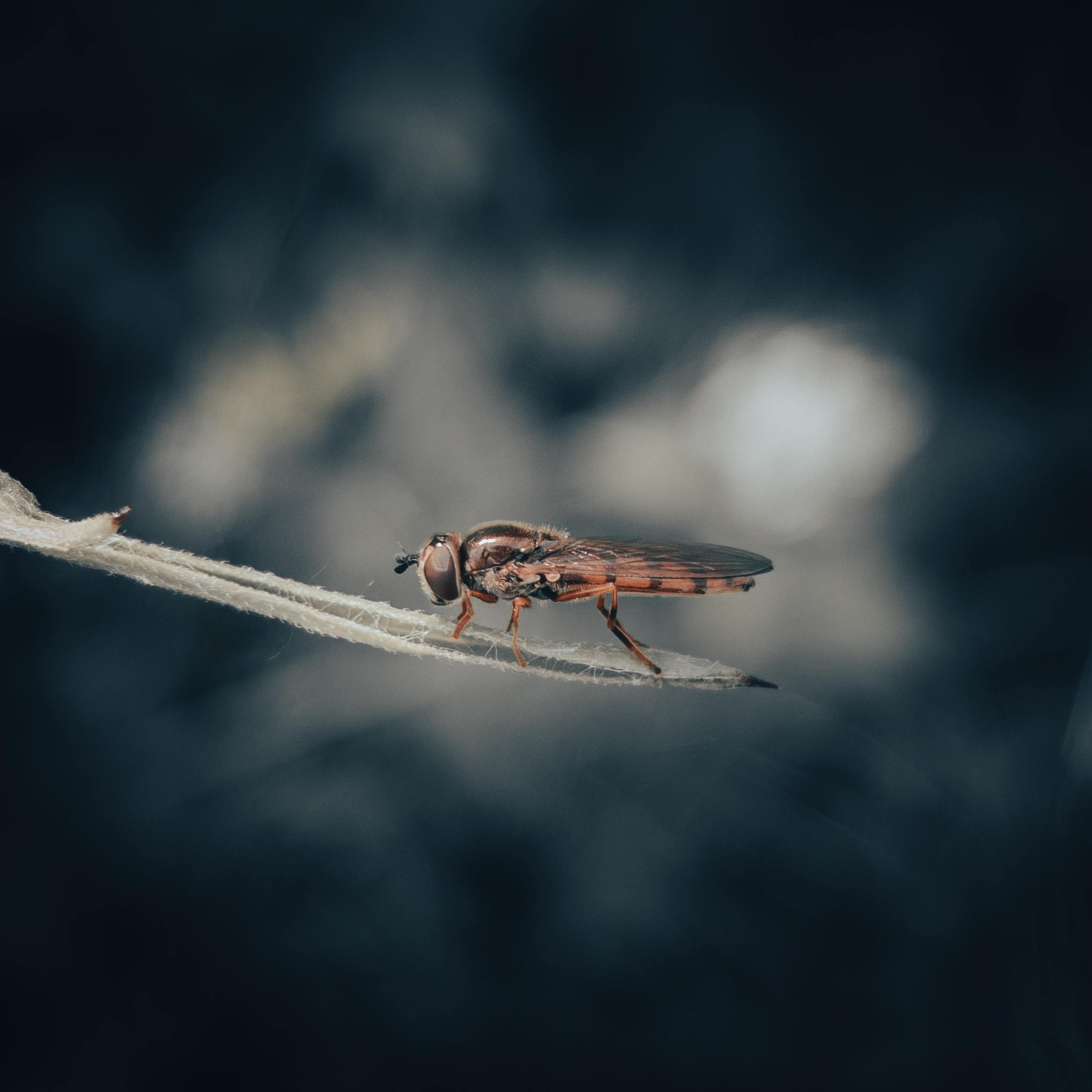 untitled-135015-2 1.png