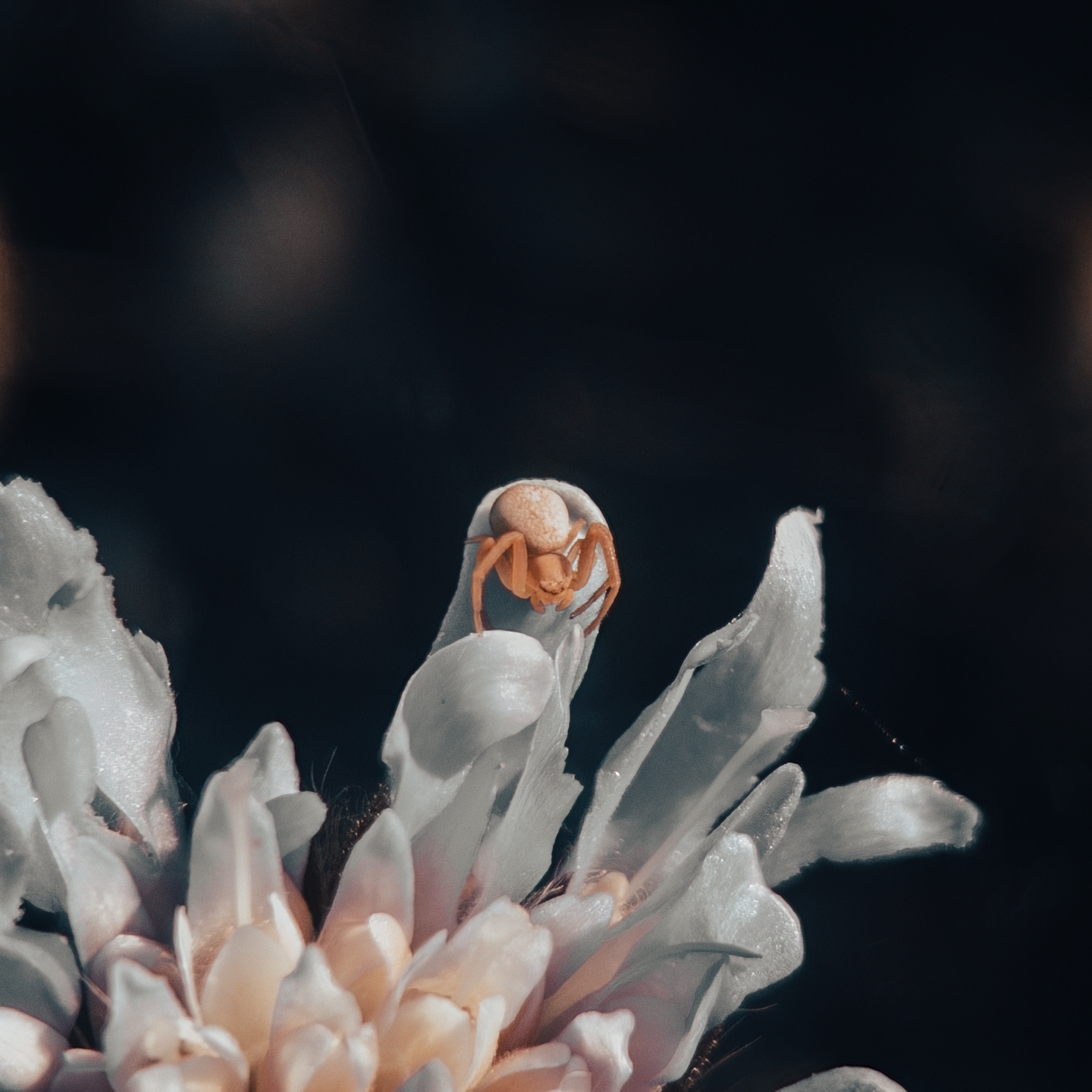 untitled-201132 1.png