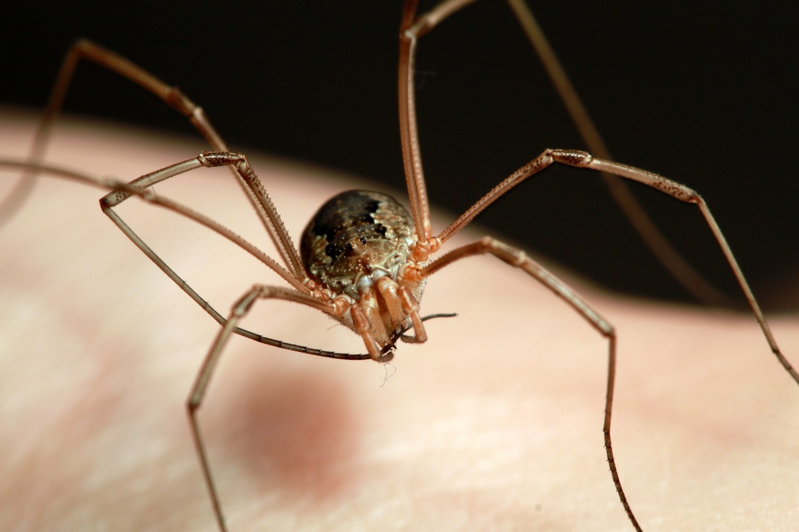 weberknecht-jpg.240079