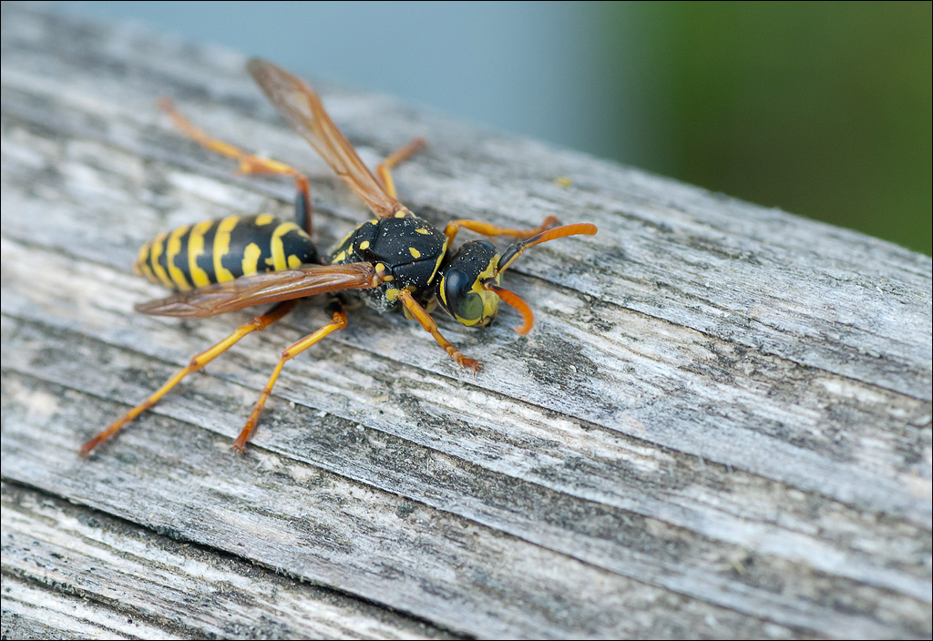 wespe.jpg