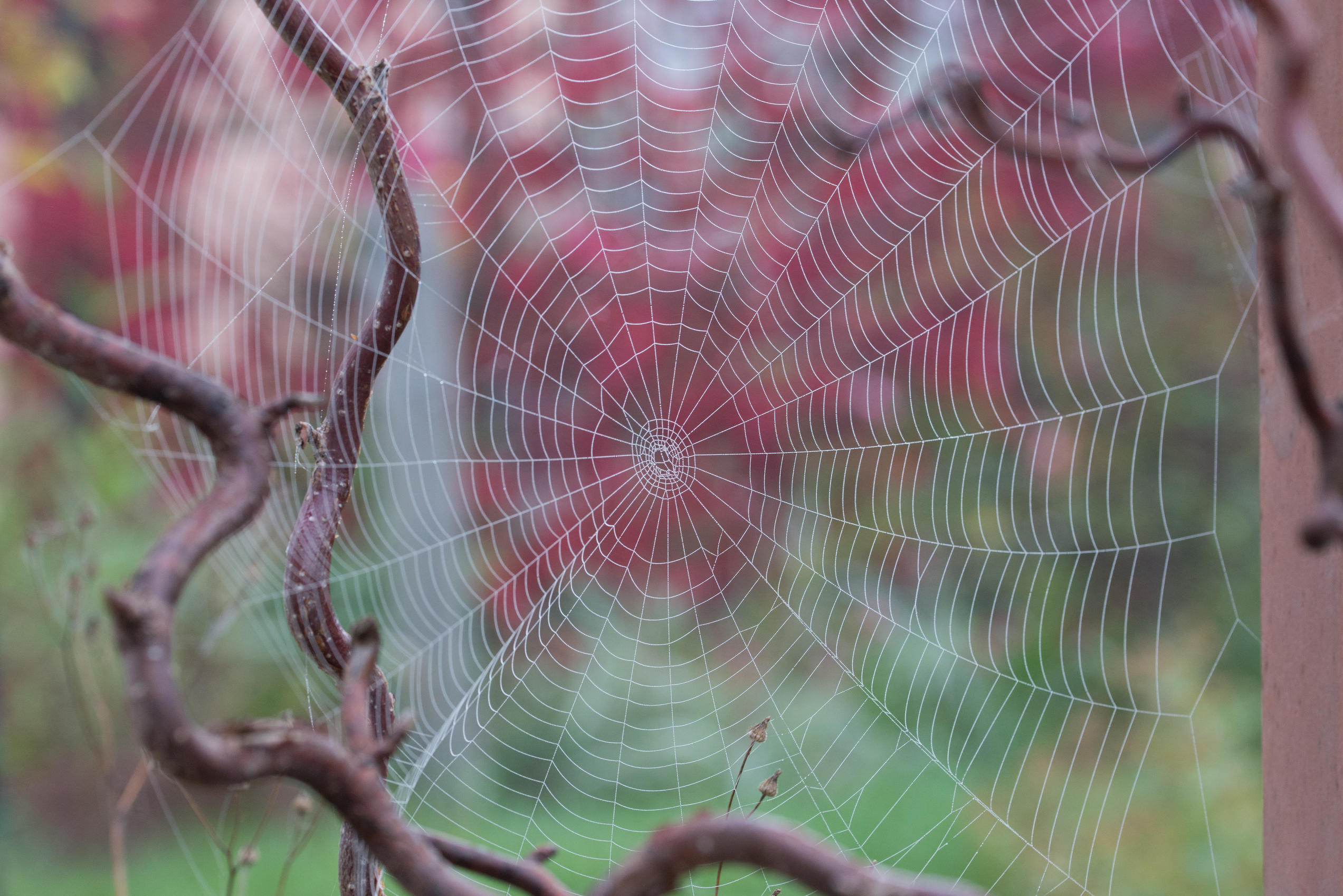 wildenb-07460-jpg.454636