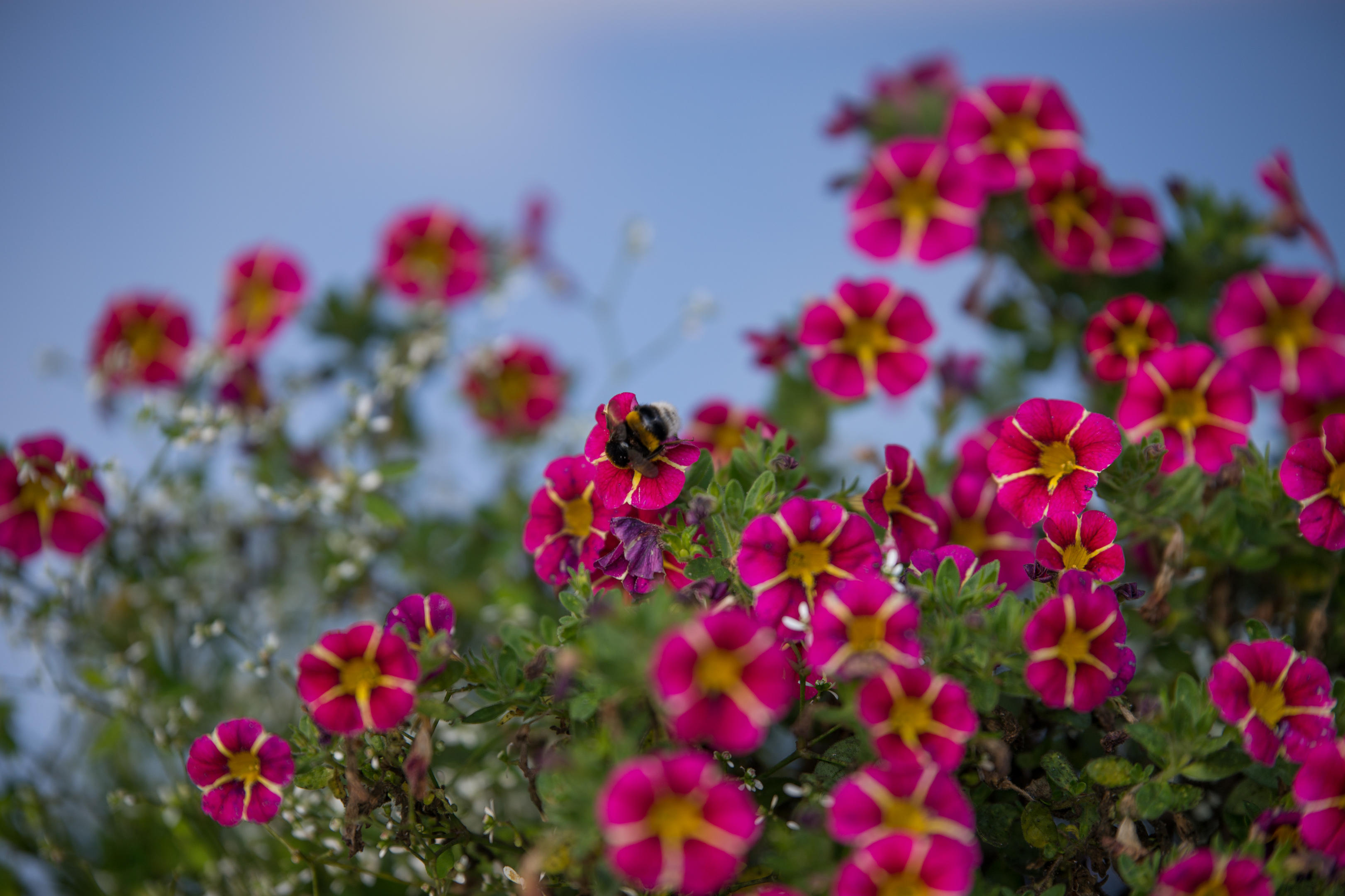 wildenburg20141019-32-jpg.454634