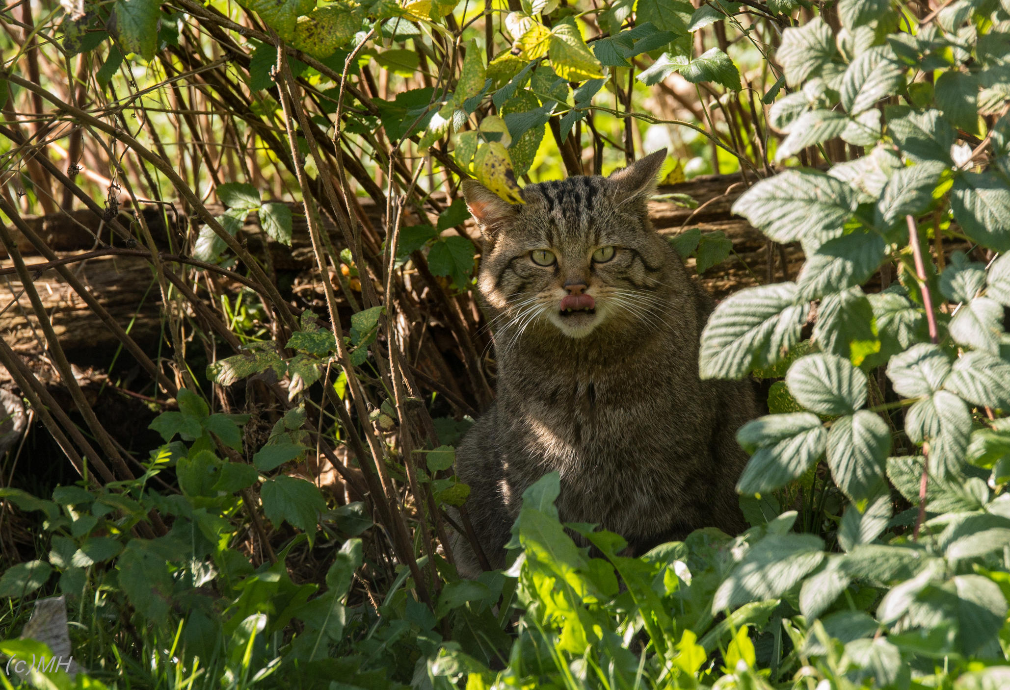 wildenburg20141019-7-jpg.454635