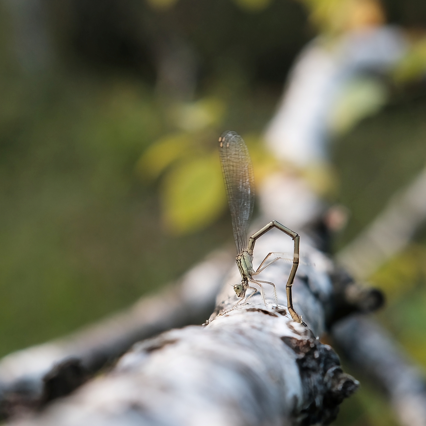 XS101245b-100.jpg