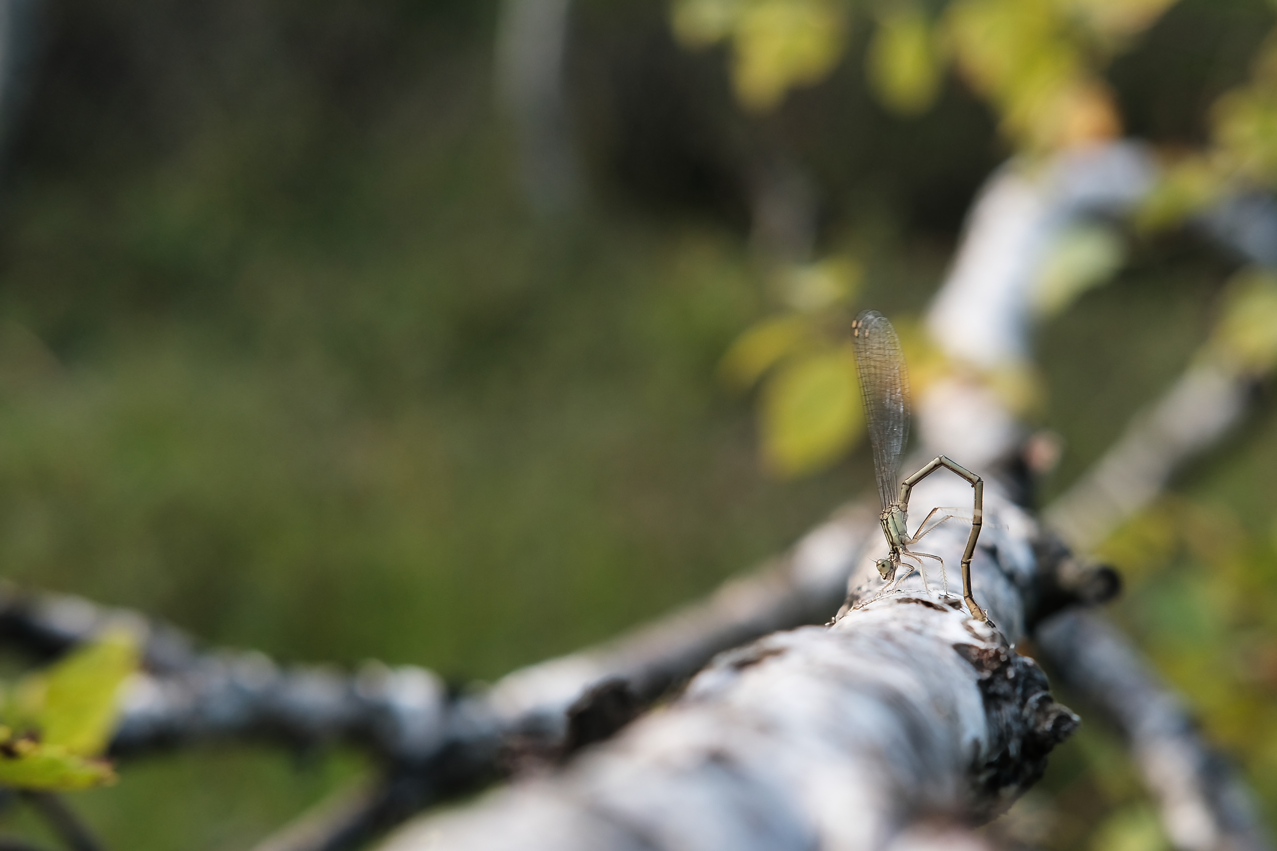XS101245b.jpg